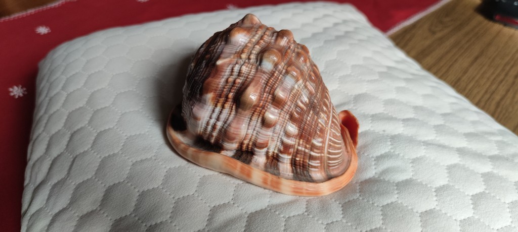 Coquillage décoratif